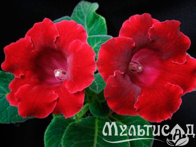 image_8096768_16080500