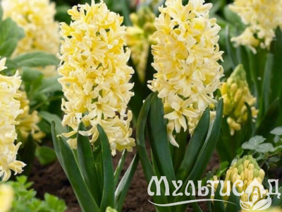 Дизайн без названия (13)