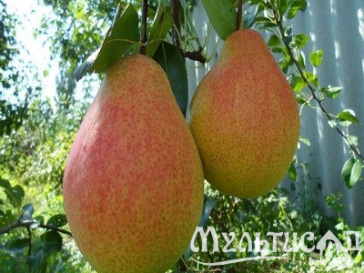 Креатив без названия (4)