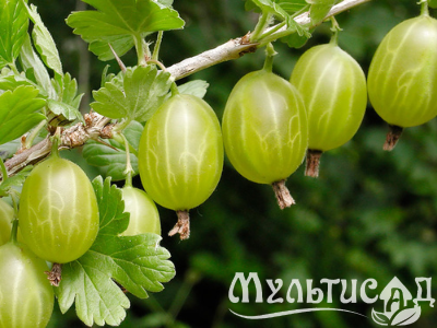 Дизайн без названия (20)