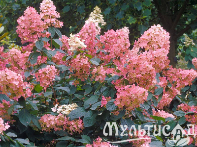 image_8165532_16176726