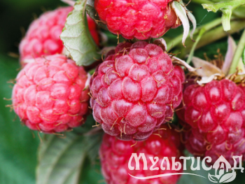 Дизайн без названия (15)