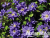 image_7681564_14920944