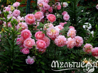 Картинка с сайта