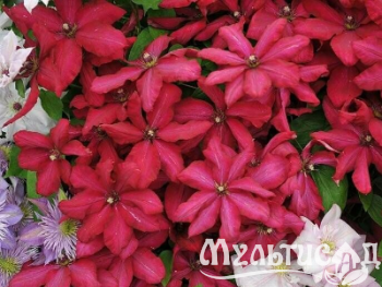 image_7681564_14979628