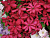 image_7681564_14979628