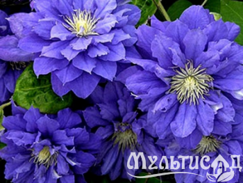 Дизайн без названия (22)