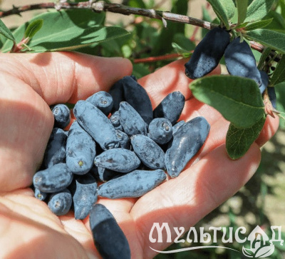Картинка с сайта