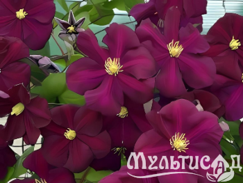 Креатив без названия (4)