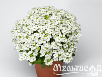 Туя (85)