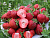 image_7681564_15013343