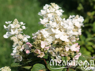 image_8165532_16177124