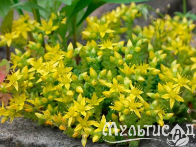 Туя (68)