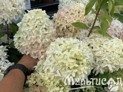 Дизайн без названия (2)