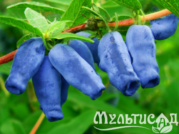 Дизайн без названия (15)