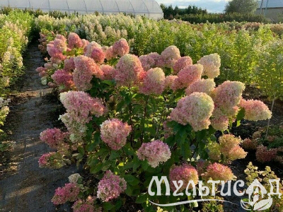 Туя - 2025-11-14T154309.097