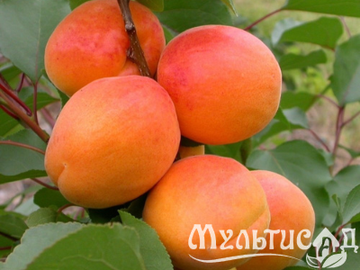 Дизайн без названия (26)