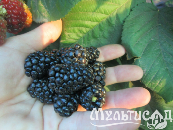 Креатив без названия (2)