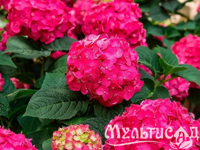Креатив без названия (16)
