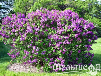 Креатив без названия (9)