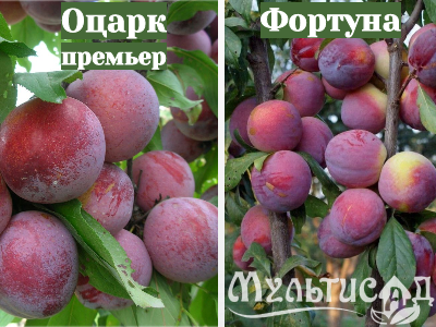 Ноябрьская (15)