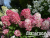 image_8165532_16176667 image_8165532_16176667