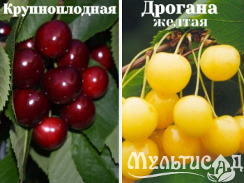 Ноябрьская (7)