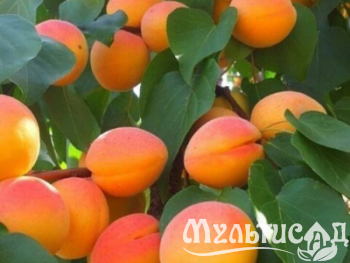 Креатив без названия (6)