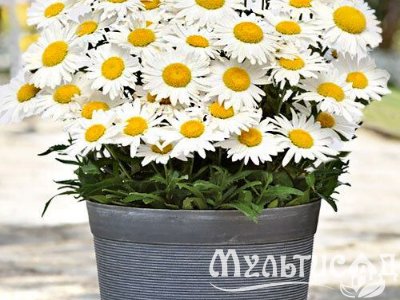 Туя (64)