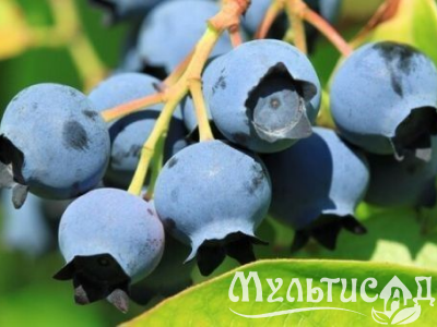 Морозостойкость до -23с (95)