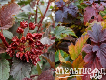 Креатив без названия (5)