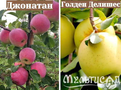 Ноябрьская (25)
