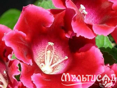 image_8096768_16080475