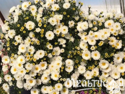 Креатив без названия (1)