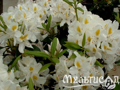 Креатив без названия (7)