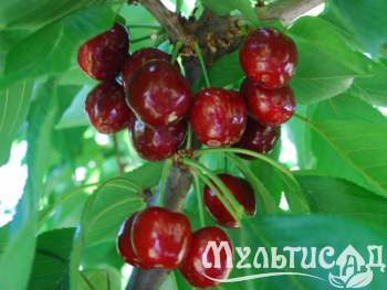 Дизайн без названия (10)