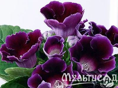 image_8096768_16082298