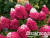 image_8255520_16832445 image_8255520_16832445