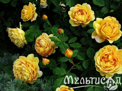 Туя (29)