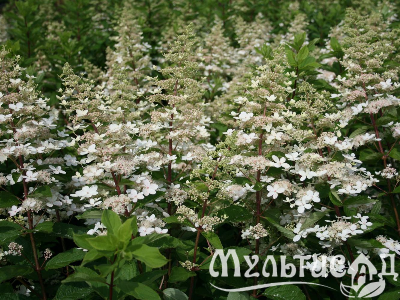 image_8165532_16177079