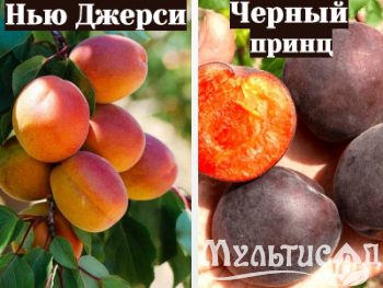 Ноябрьская (10)