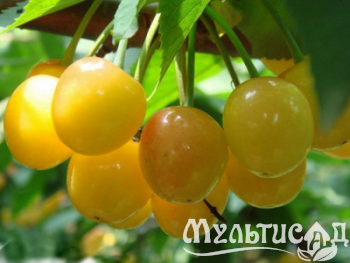 Дизайн без названия (11)
