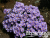 image_8165532_16178375 image_8165532_16178375