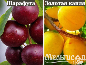 Ноябрьская (22)