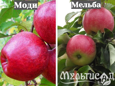 Ноябрьская (32)