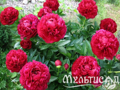 Креатив без названия (10)