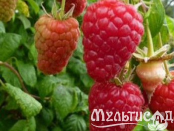 Креатив без названия (9)