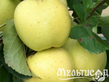 Дизайн без названия (7)