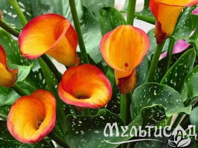 Креатив без названия (65)
