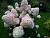 image_8165532_16176090